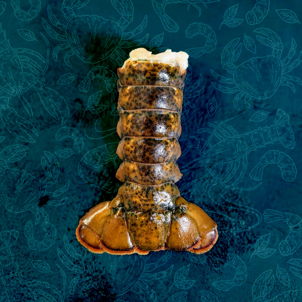 Shellfish & Molluscs Buy King Prawns Seafood Direct UK