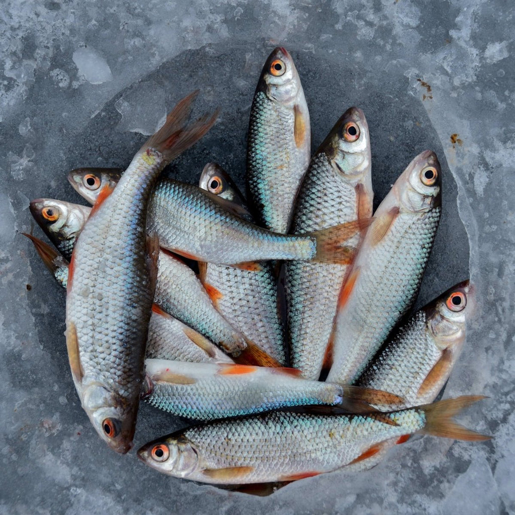 How To Defrost Frozen Fish at Home