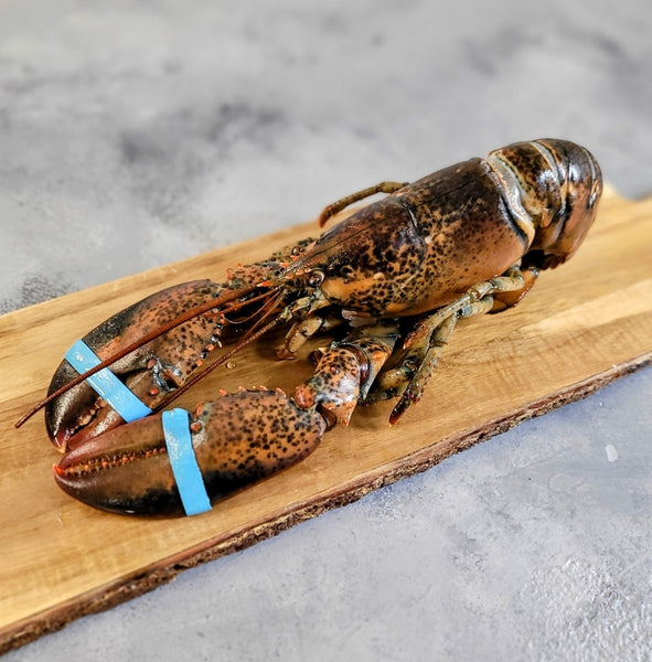 Whole Raw Lobster - Seafood Direct UK