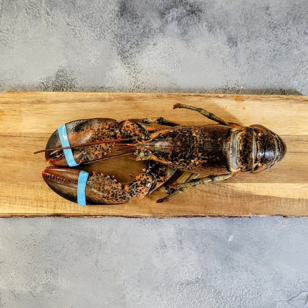 Whole Raw Lobster - Seafood Direct UK