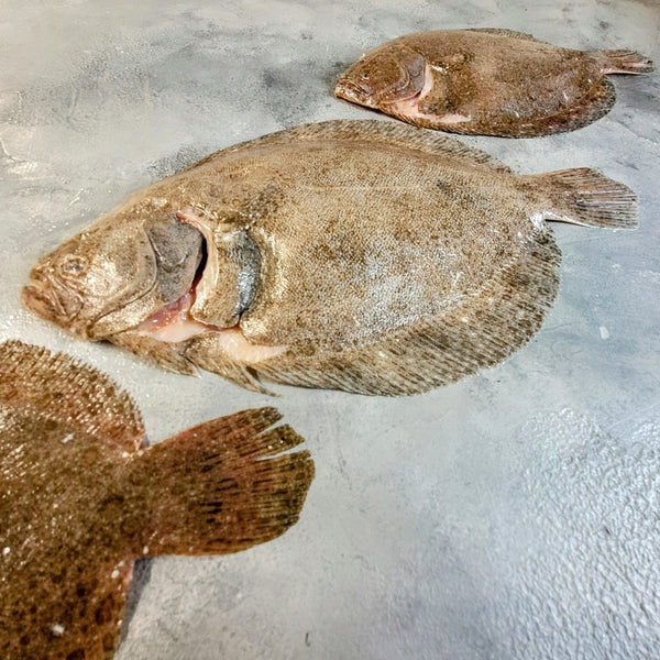 Wild Cornish Whole Brill - Seafood Direct UK