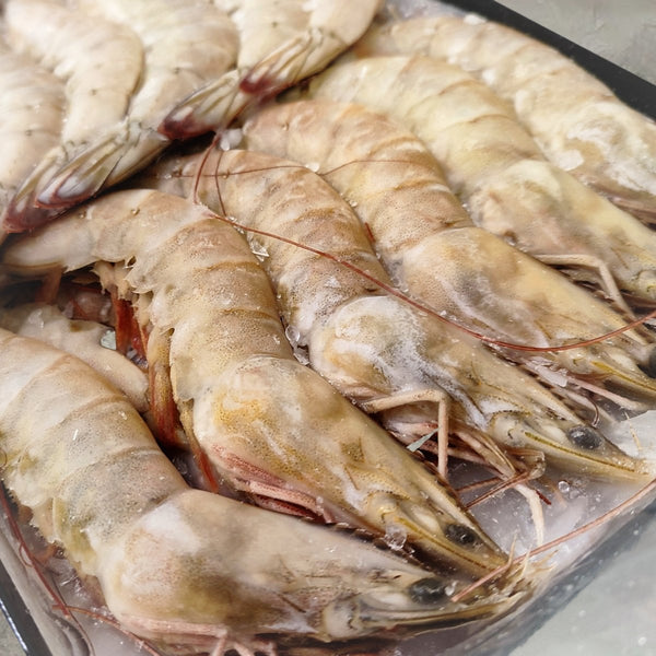 Black Tiger Prawns Head On Shell ON 16/20 - Seafood Direct UK