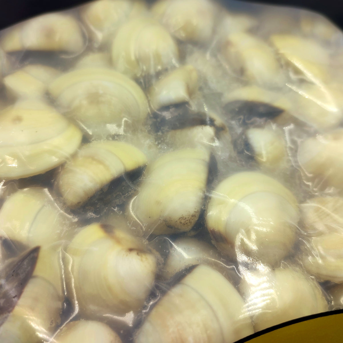 Cooked Clam Shell On | 60/80, 1 KG – Seafood Direct UK