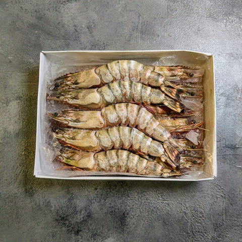 Sea Tiger Head On Shell On Prawn 8/12 - Seafood Direct UK