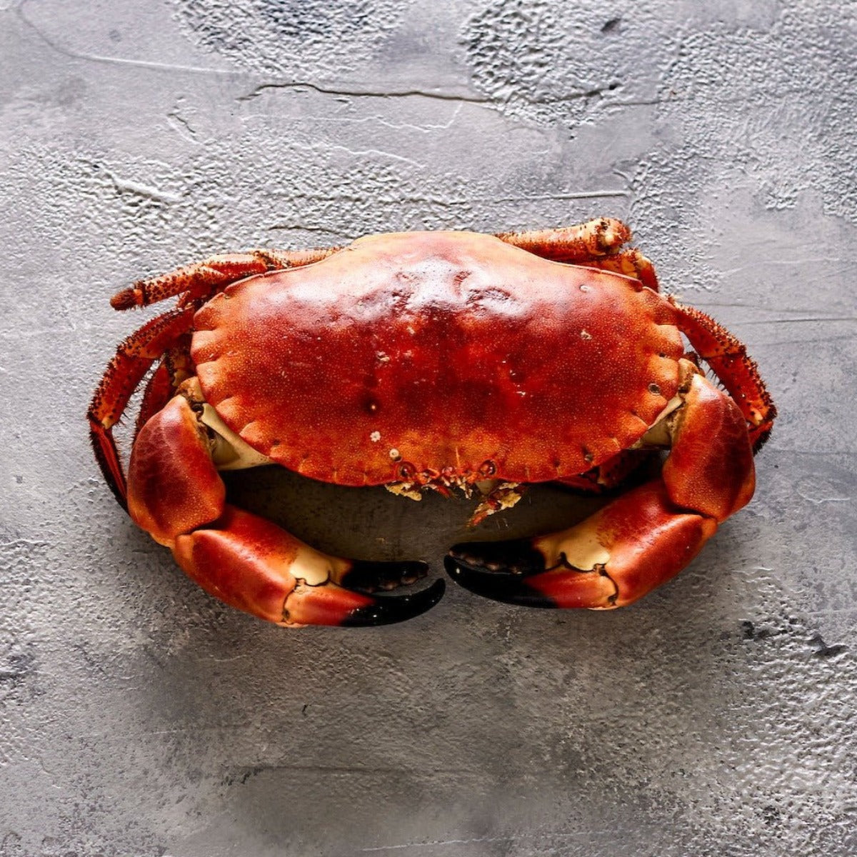 Whole Cooked Brown Crab - Seafood Direct UK