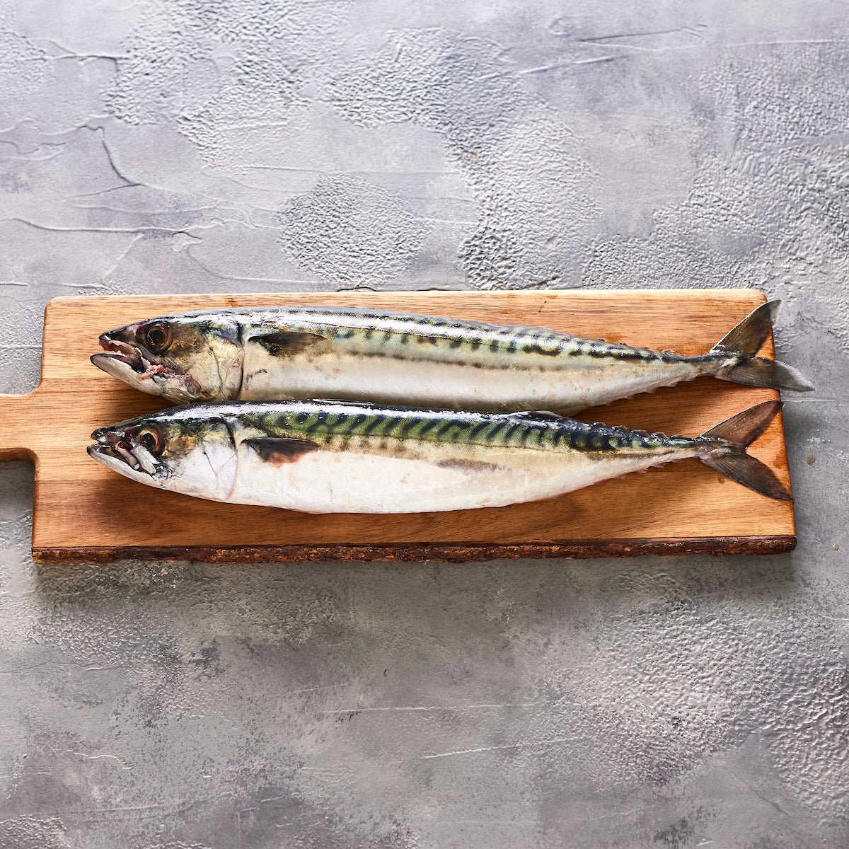 Whole Mackerel Guttered 300g - 400g - Seafood Direct UK